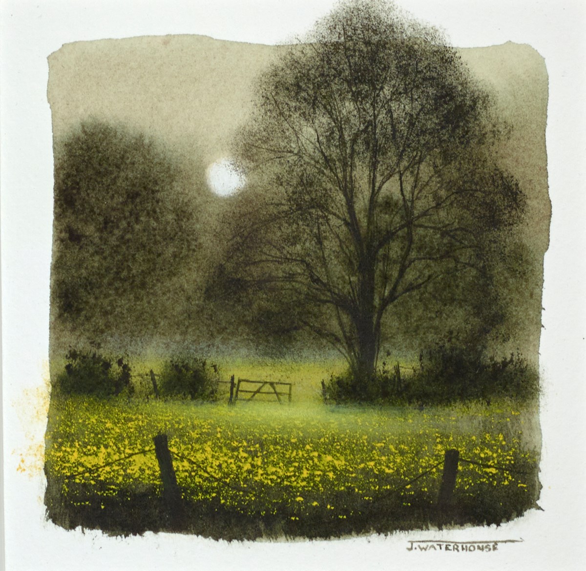 The Buttercup Field (Study)